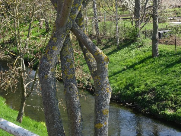 verwundene Baumäste in Görmar an der Unstrut