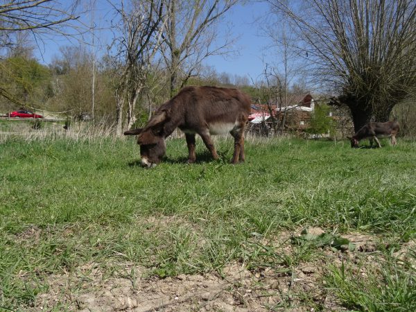 Esel auf der Wiese bei Nägelstedt