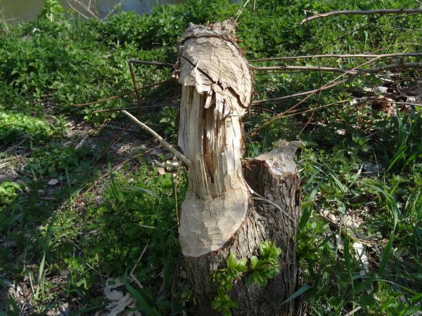 Spuren des Unstrutbibers