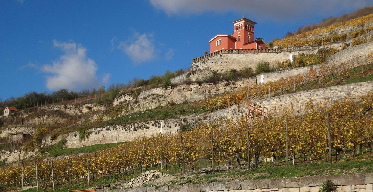 Weinberg an der Unstrut